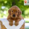 Image of Flint, a Golden Retriever puppy