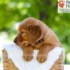 Image of Flint, a Golden Retriever puppy