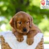 Image of Flint, a Golden Retriever puppy