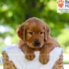Image of Flint, a Golden Retriever puppy