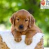 Image of Flint, a Golden Retriever puppy