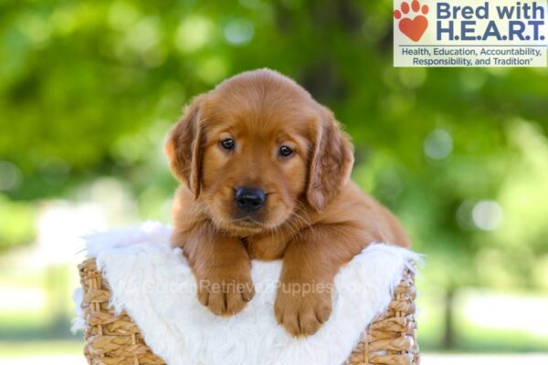 Image of Flint, a Golden Retriever puppy