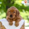 Image of Flint, a Golden Retriever puppy