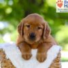 Image of Flint, a Golden Retriever puppy
