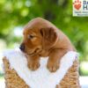 Image of Flint, a Golden Retriever puppy