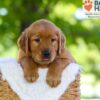 Image of Flint, a Golden Retriever puppy