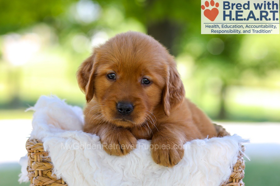 Flora Image of Flora, a Golden Retriever puppy