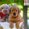 Image of Forest, a Golden Retriever puppy