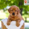 Image of Forest, a Golden Retriever puppy