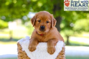 Image of Forest, a Golden Retriever puppy