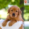 Image of Forest, a Golden Retriever puppy