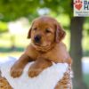 Image of Forest, a Golden Retriever puppy