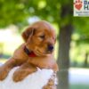 Image of Forest, a Golden Retriever puppy