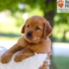 Image of Forest, a Golden Retriever puppy