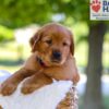 Image of Forest, a Golden Retriever puppy