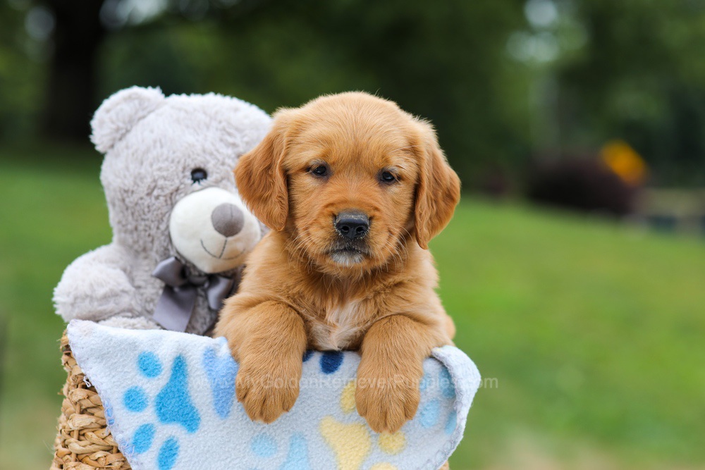 Goldie Image of Goldie, a Golden Retriever puppy