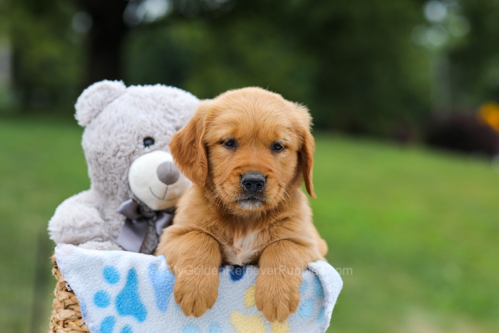 Goldie Image of Goldie, a Golden Retriever puppy