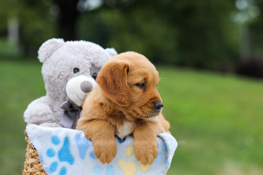 Goldie Image of Goldie, a Golden Retriever puppy