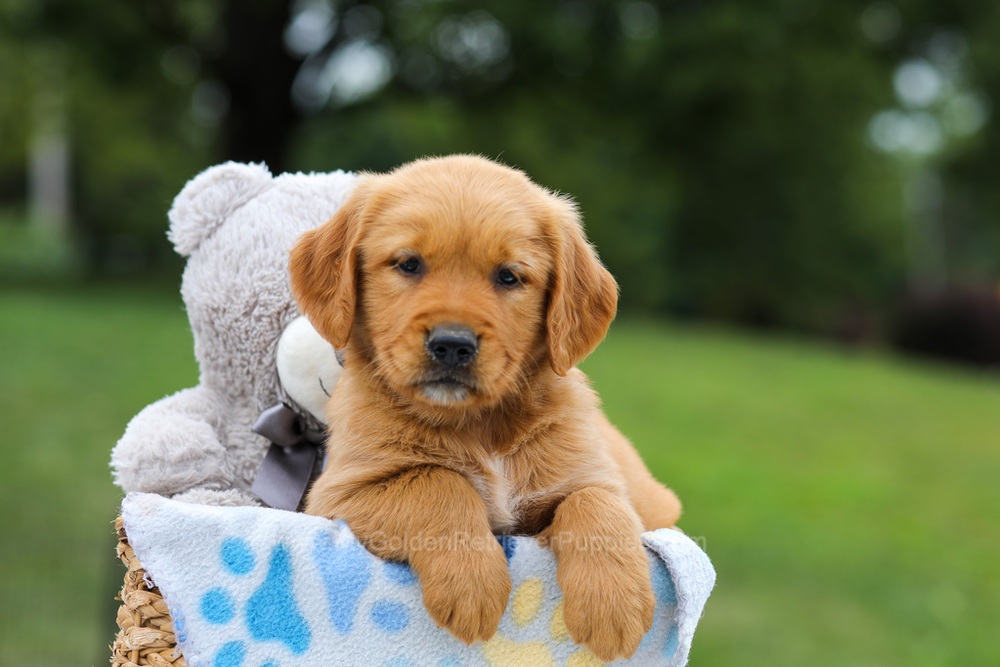 Goldie Image of Goldie, a Golden Retriever puppy