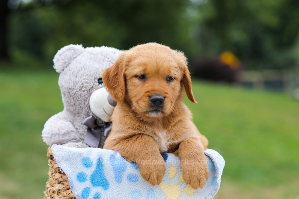 Goldie Image of Goldie, a Golden Retriever puppy