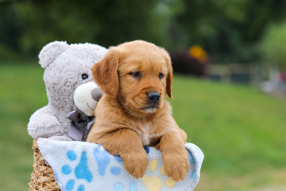Goldie Image of Goldie, a Golden Retriever puppy