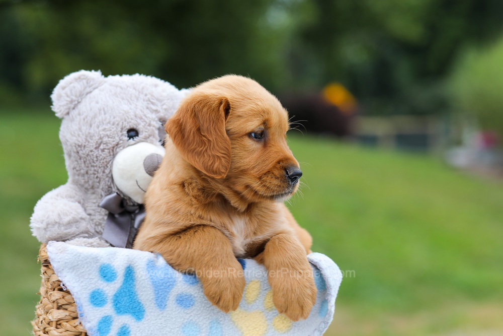 Goldie Image of Goldie, a Golden Retriever puppy