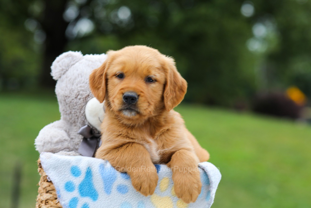Goldie Image of Goldie, a Golden Retriever puppy