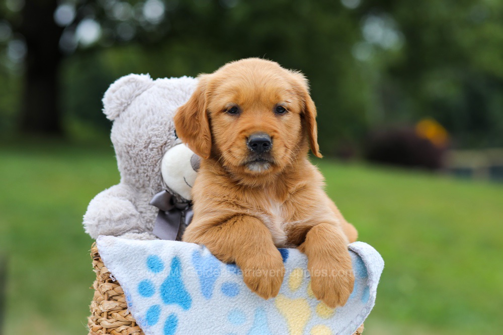 Goldie Image of Goldie, a Golden Retriever puppy