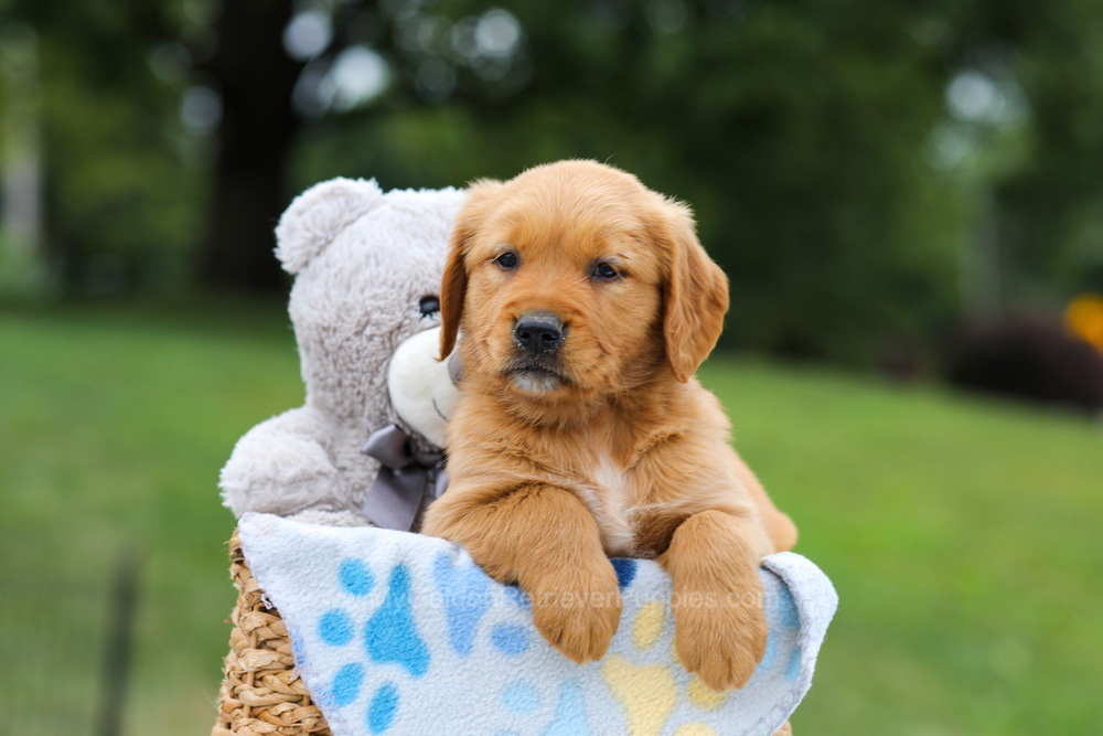 Goldie Image of Goldie, a Golden Retriever puppy