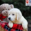 Image of Gretta, a Golden Retriever puppy