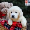 Image of Gretta, a Golden Retriever puppy