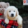 Image of Gretta, a Golden Retriever puppy