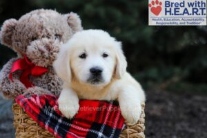 Image of Gretta, a Golden Retriever puppy