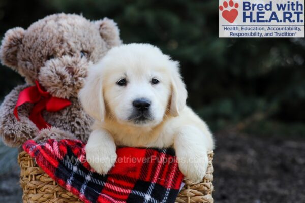Image of Gretta, a Golden Retriever puppy
