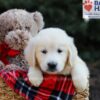 Image of Gretta, a Golden Retriever puppy