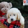 Image of Gretta, a Golden Retriever puppy