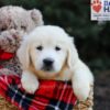 Image of Gretta, a Golden Retriever puppy