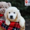 Image of Gretta, a Golden Retriever puppy
