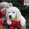 Image of Gretta, a Golden Retriever puppy