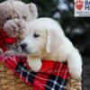 Image of Gretta, a Golden Retriever puppy