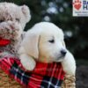 Image of Gretta, a Golden Retriever puppy
