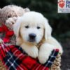 Image of Gumdrop, a Golden Retriever puppy