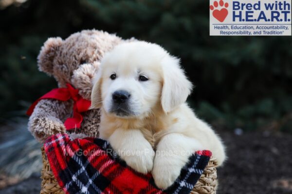 Image of Gumdrop, a Golden Retriever puppy