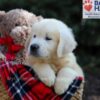 Image of Gumdrop, a Golden Retriever puppy