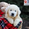 Image of Gumdrop, a Golden Retriever puppy