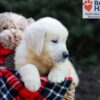 Image of Gumdrop, a Golden Retriever puppy