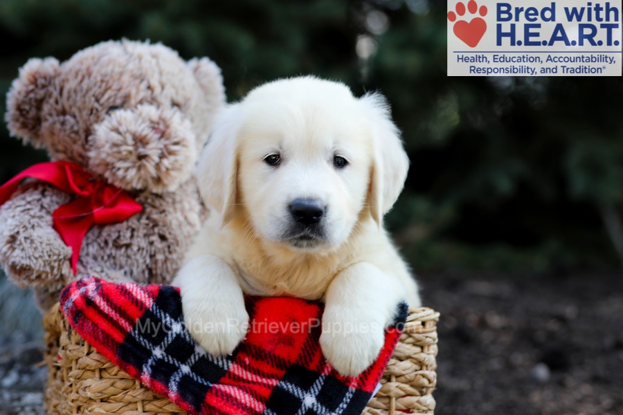 Gunner Image of Gunner, a Golden Retriever puppy