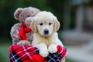 Image of Harper, a Golden Retriever puppy