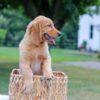 Image of Haven, a Golden Retriever puppy