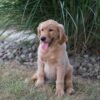 Image of Haven, a Golden Retriever puppy